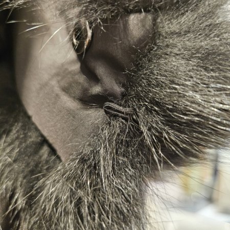 후드FOX중기장덕다운점퍼